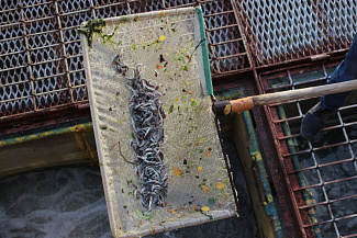 Донские газовики выпустили в Азовское море более 20 тысяч мальков осетра