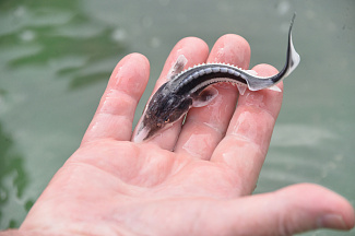 Донские газовики выпустили в Азовское море более 20 тысяч мальков осетра